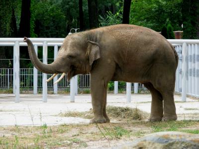 Слон, що трубить у зоопарку у Києві